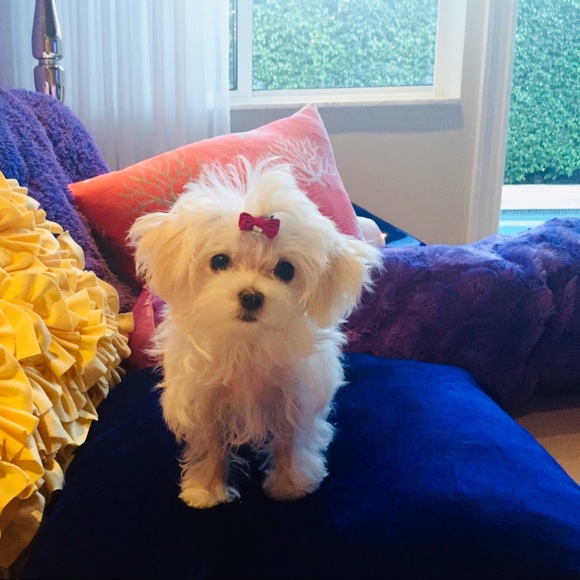 Meet your Posher, Giselle - Picture 2 of 4